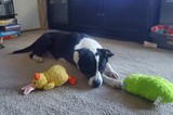 Rosco!