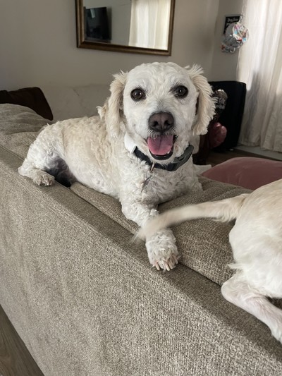 Poodle Pair