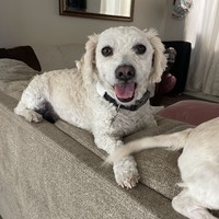 Poodle Pair