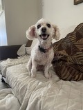 Poodle Pair