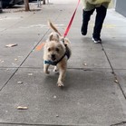 Atticus