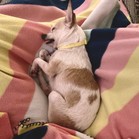 Bonanza Jellybean