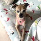 Cirie
