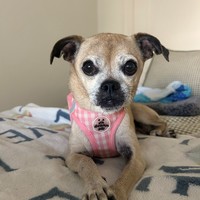 Cirie