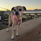 Cirie