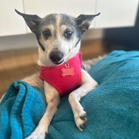 Frannie