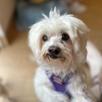 Angora