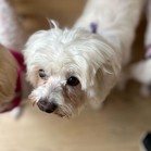 Angora