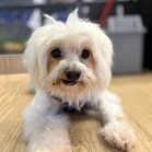 Angora