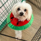 Angora