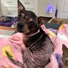 Piglet