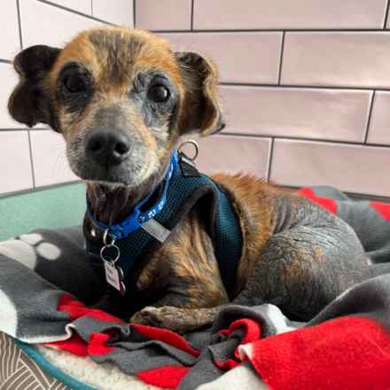 Paul Revere (Saint Paul)