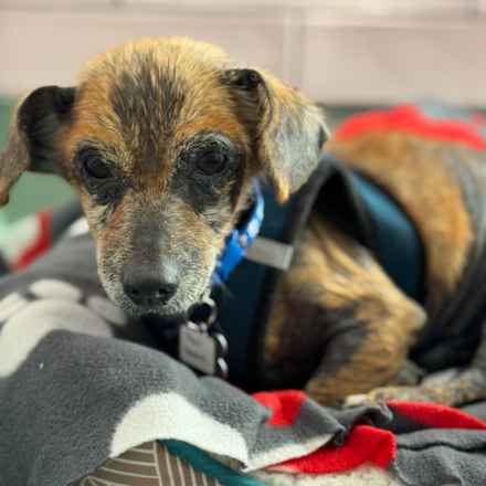 Paul Revere (Saint Paul)