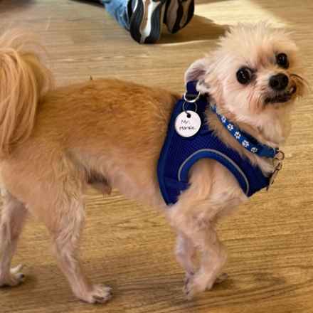 Mr. Morale (Charlie)