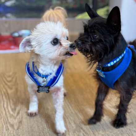 Mr. Morale (Charlie)