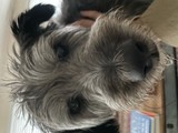 Sir Emmett Brown