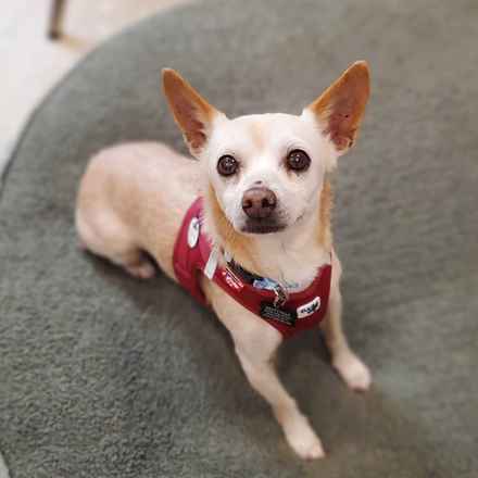 Brennan Lee Mulligan