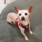 Brennan Lee Mulligan