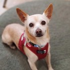 Brennan Lee Mulligan