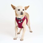 Brennan Lee Mulligan