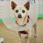 Brennan Lee Mulligan