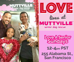 Adoption Event at Muttville HQ