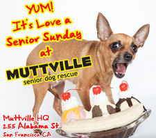 Adoption Event at Muttville HQ