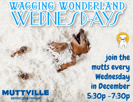 Adoption Event at Muttville HQ