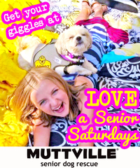 Adoption Event at Muttville HQ