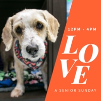 Adoption Event at Muttville HQ