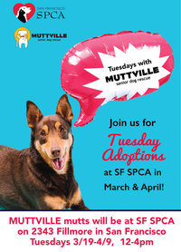 Tuesdays with Muttville & SPCA