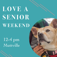 Adoption Event at Muttville HQ