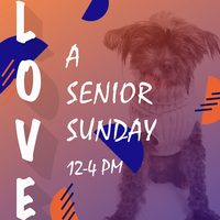 Adoption Event at Muttville HQ