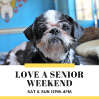 Adoption Event at Muttville HQ