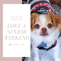 Adoption Event at Muttville HQ