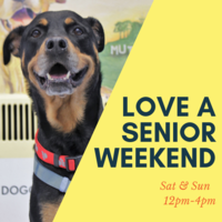 Adoption Event at Muttville HQ