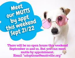 Mutts are available by appointment this weekend!
