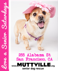 Adoption Event at Muttville HQ