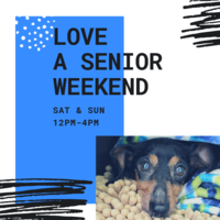 Adoption Event at Muttville HQ