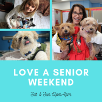 Adoption Event at Muttville HQ