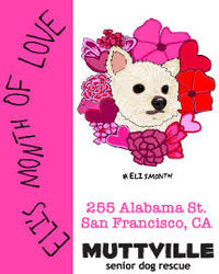 Adoption Event at Muttville HQ - Free Adoptions