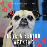 CANCELED: Adoption Event at Muttville HQ