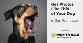 CANCELED: Pet Photo Shoot Fundraiser