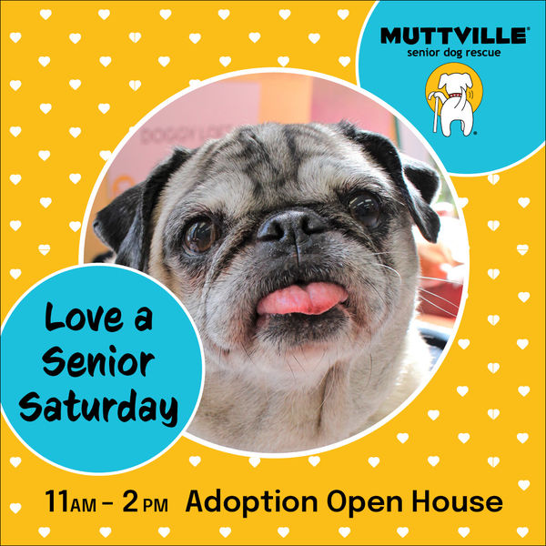 Adoption Event at Muttville HQ