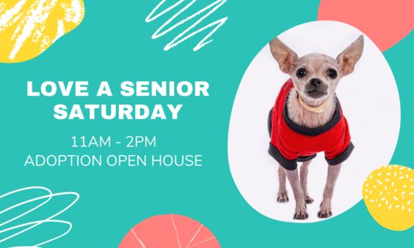 Adoption Event at Muttville HQ