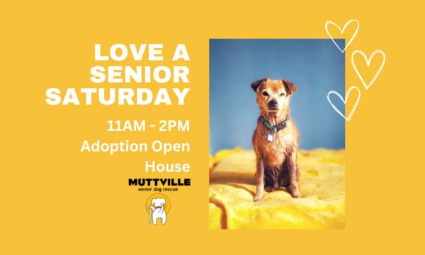 Adoption Event at Muttville HQ