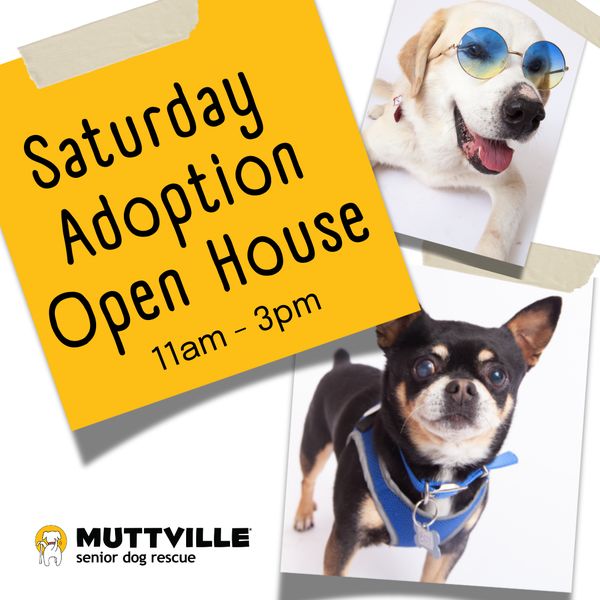 Adoption Event at Muttville HQ