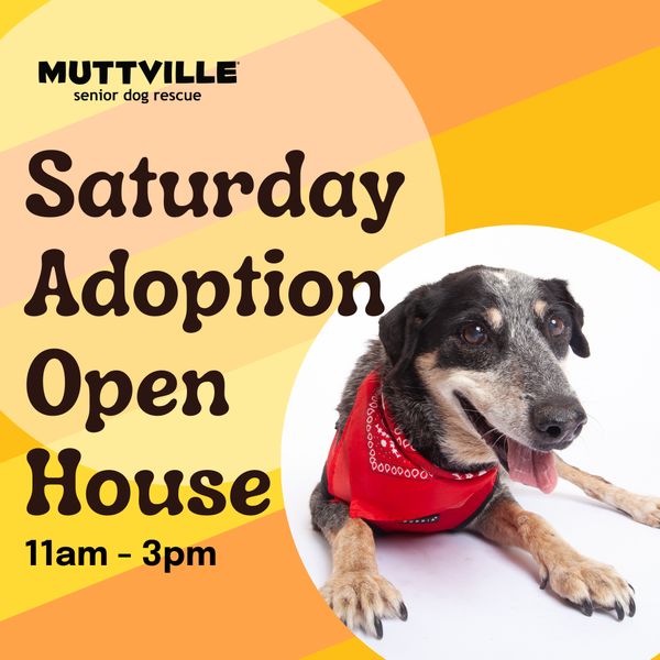 Adoption Event at Muttville HQ