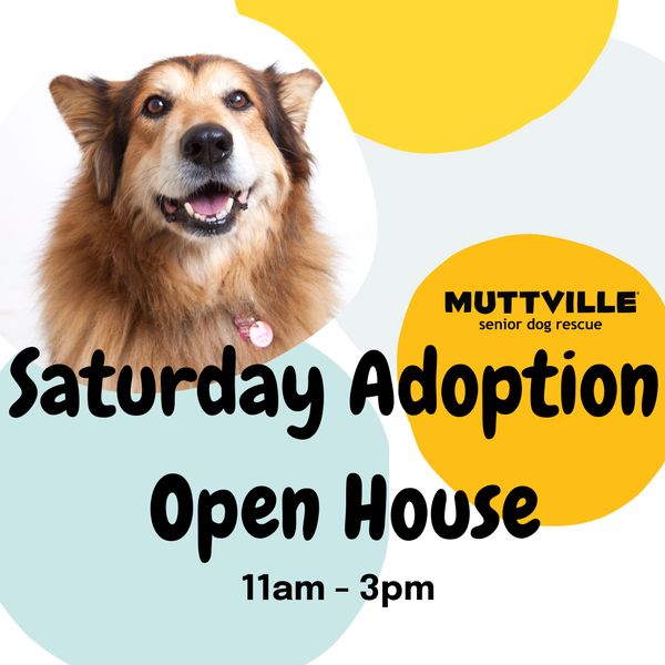 Adoption Event at Muttville HQ