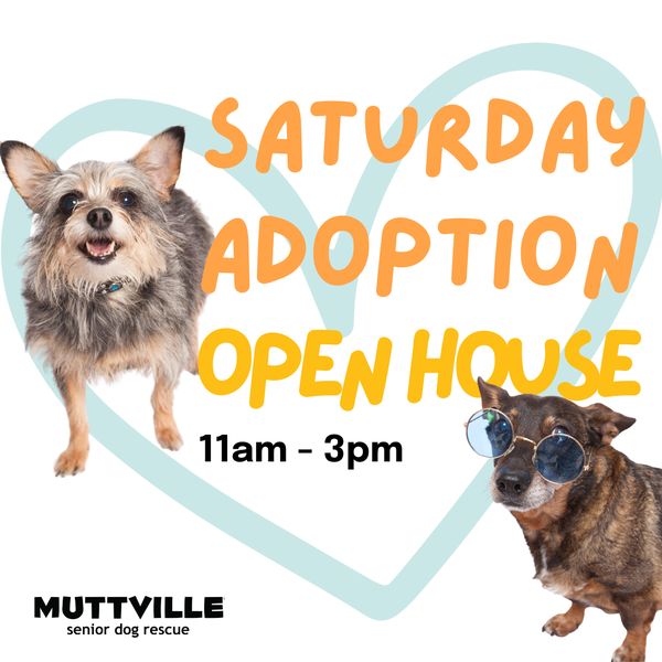 Adoption Event at Muttville HQ